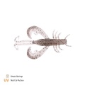 Zeck Edward | 6 cm Ghost Shrimp