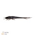 Zeck%20Barsch-Alarm%20Shaky%20Sneaker%20%7C%2010%20cm%20Dark%20Goby